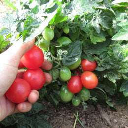 Tomatoes 'micro mix'