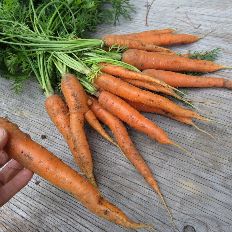 Heartless 'Nantes' carrot