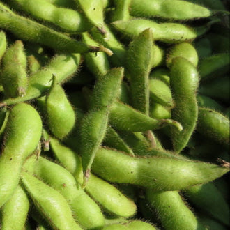 Soya Edamame 'Sayamusume'