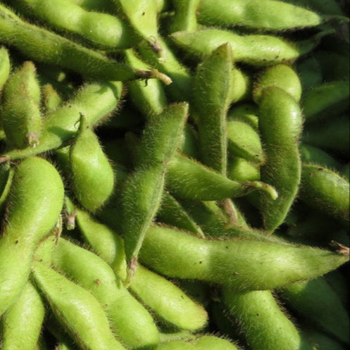 Soya Edamame 'Sayamusume'