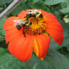 Mexican sunflower