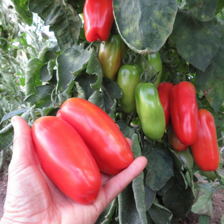 Tomate ‘San Marzano’ (Solanum lycopersicum)