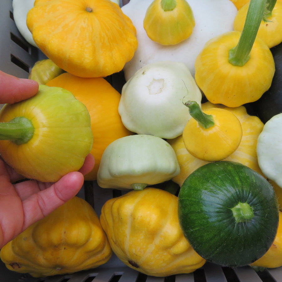 Pâtissons ‘mix’ (Cucurbita pepo)
