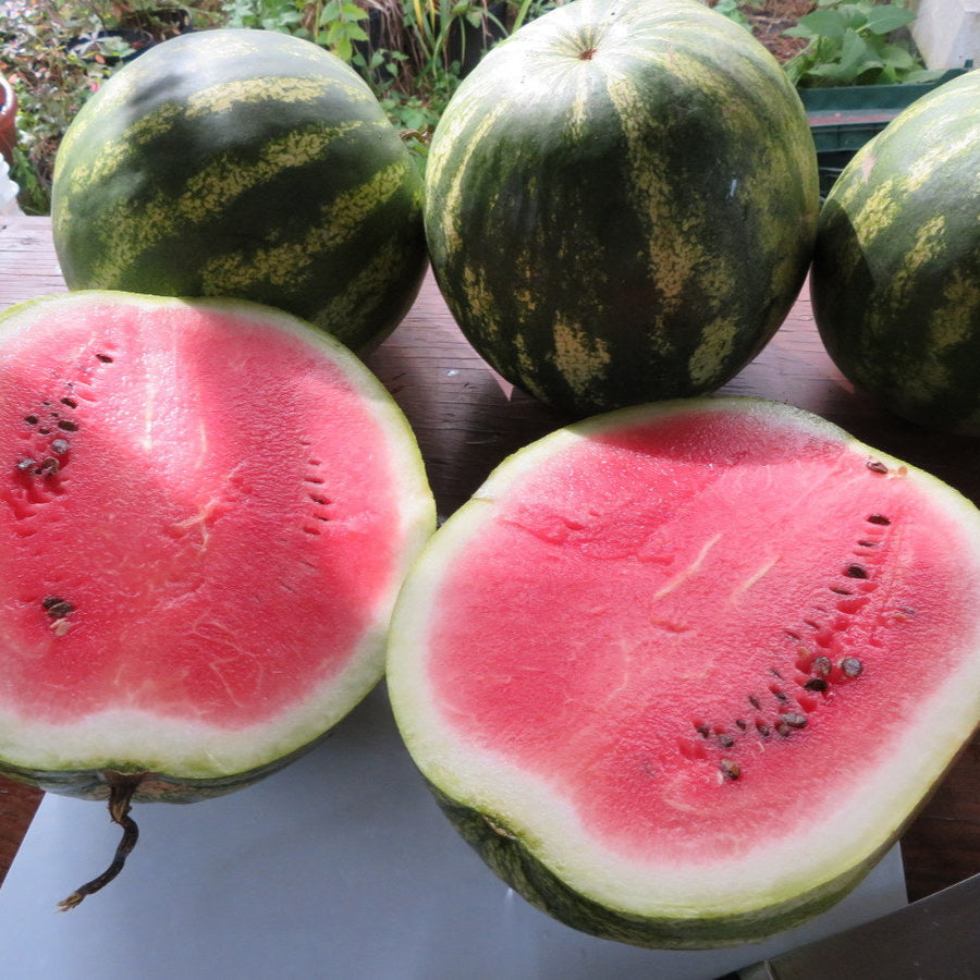 Melon d‘eau 'Sweet Dakota Rose’ (<em>Citrullus lanatus</em>)