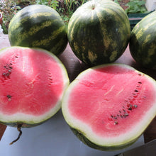 Melon d‘eau 'Sweet Dakota Rose’ (<em>Citrullus lanatus</em>)