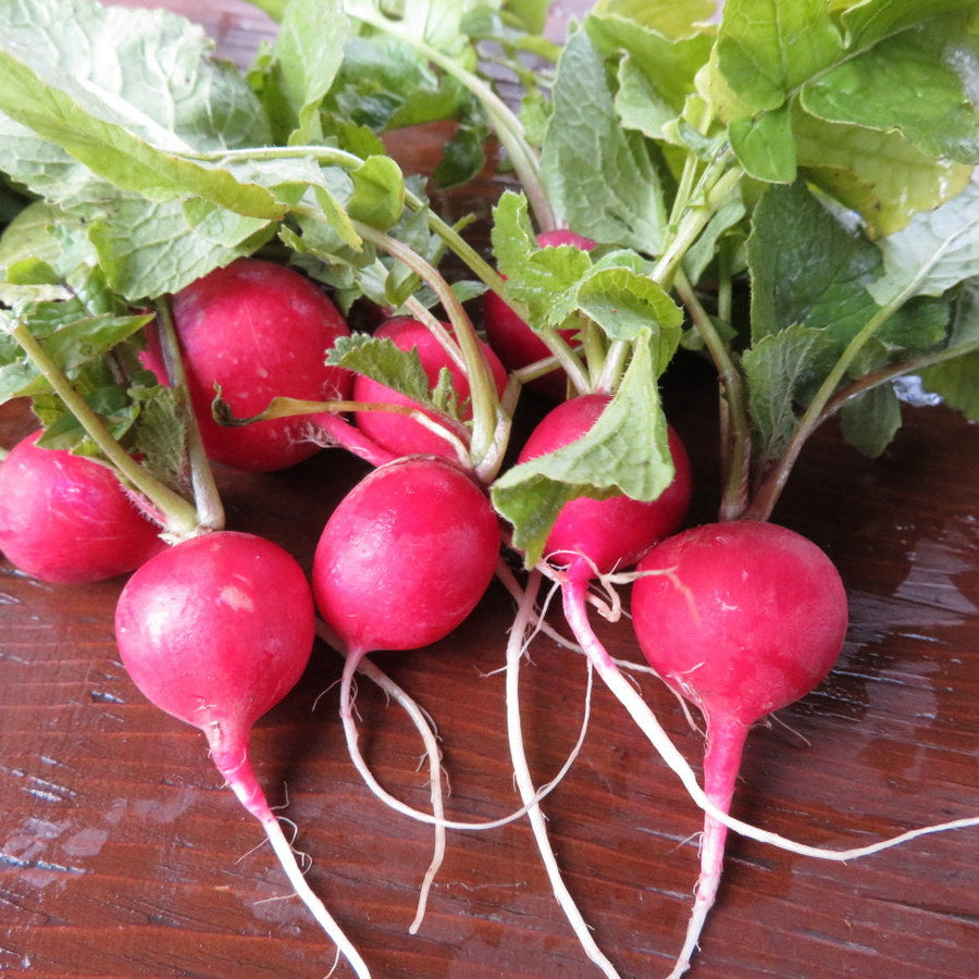 Radis ‘Comet’ (Raphanus sativus)