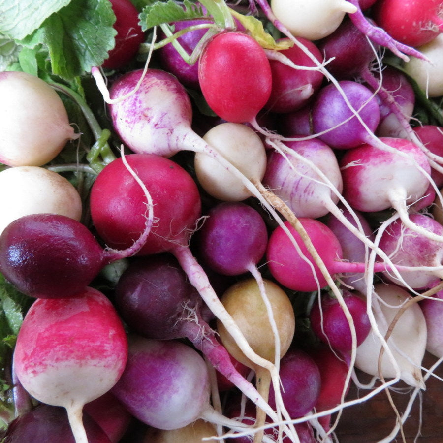 Radis ronds en mélange (Raphanus sativus var. radicula)