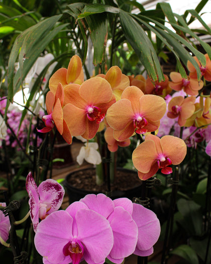 *Phalaenopsis* spp.