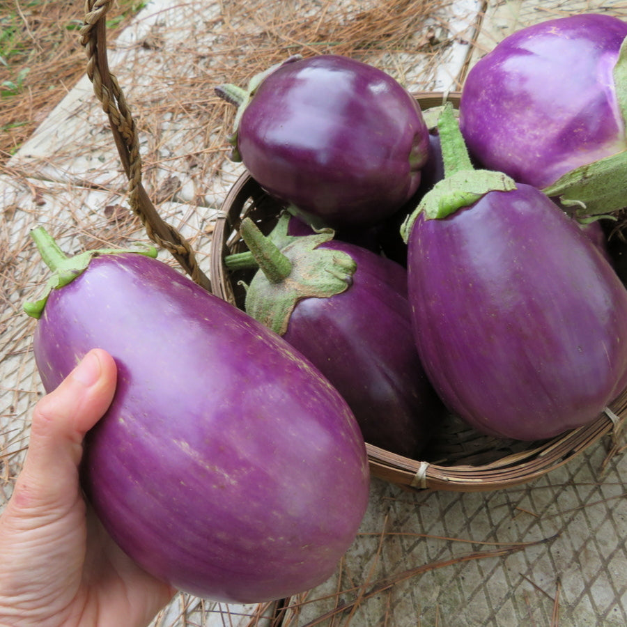 Aubergine ‘Violette de Florence’ (Solanum melongena)