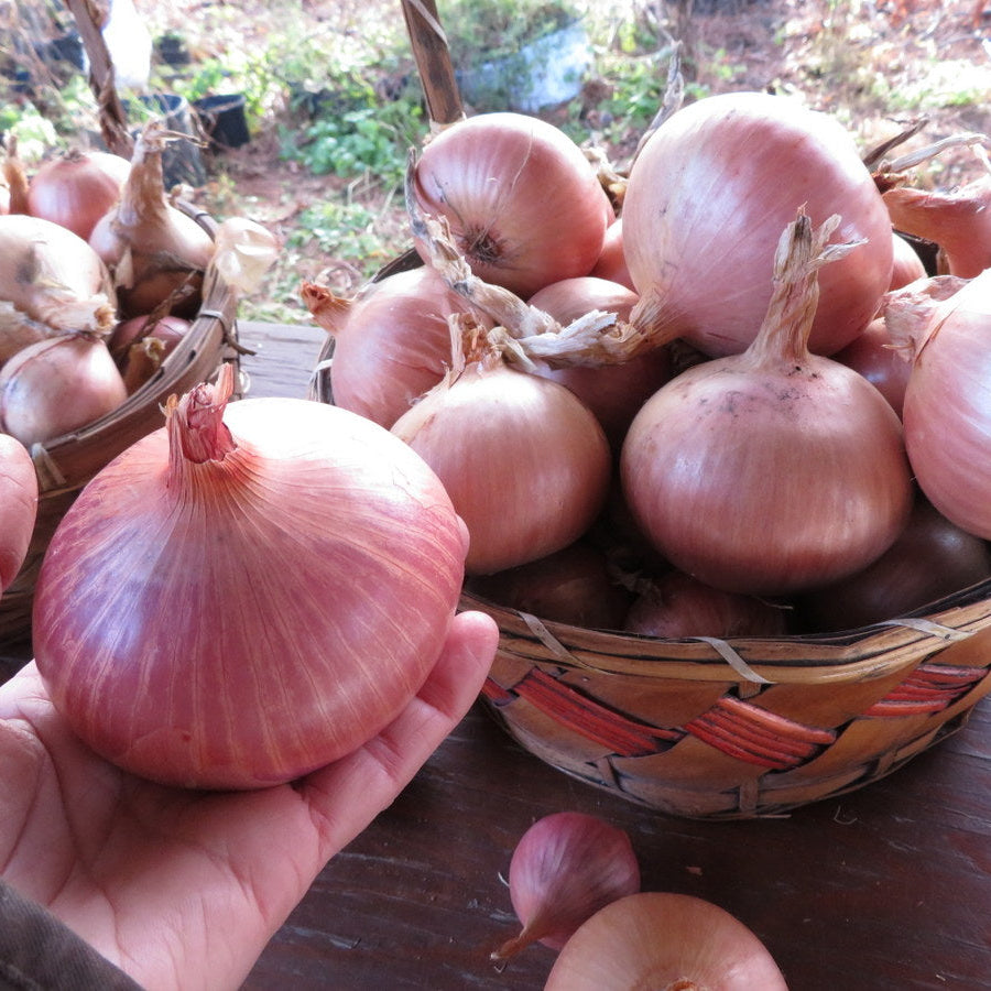 Oignon ‘Keravel’ (Allium cepa)