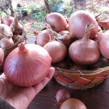 Onion 'Keravel'