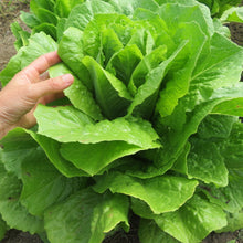 Lettuce 'Ballon'