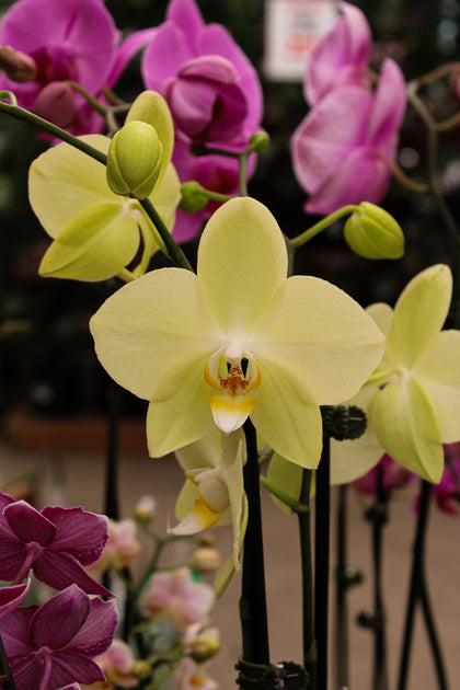 *Phalaenopsis* spp.