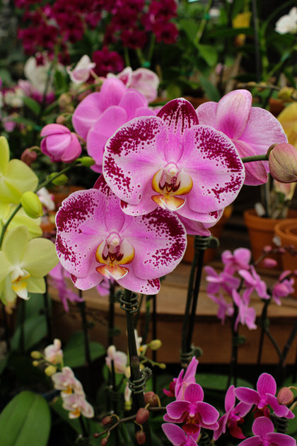 *Phalaenopsis* spp.