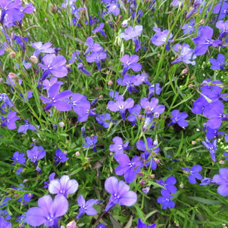 Lobélie ‘Bleue’ (<em>Lobelia erinus</em>)