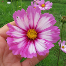 Cosmos 'Picotée'