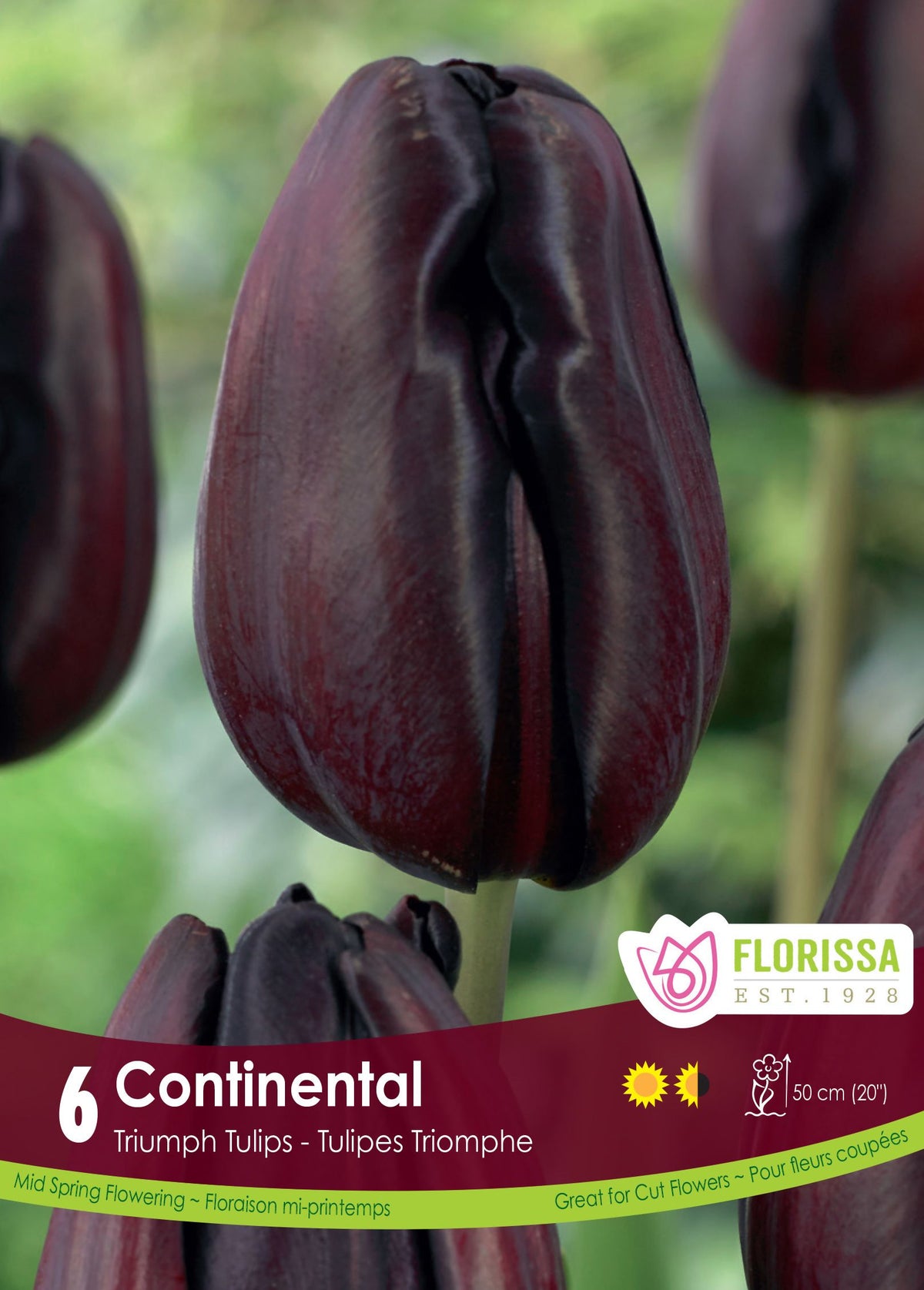 Tulipe Continental