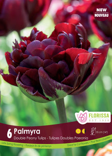 Tulipe Palmyra
