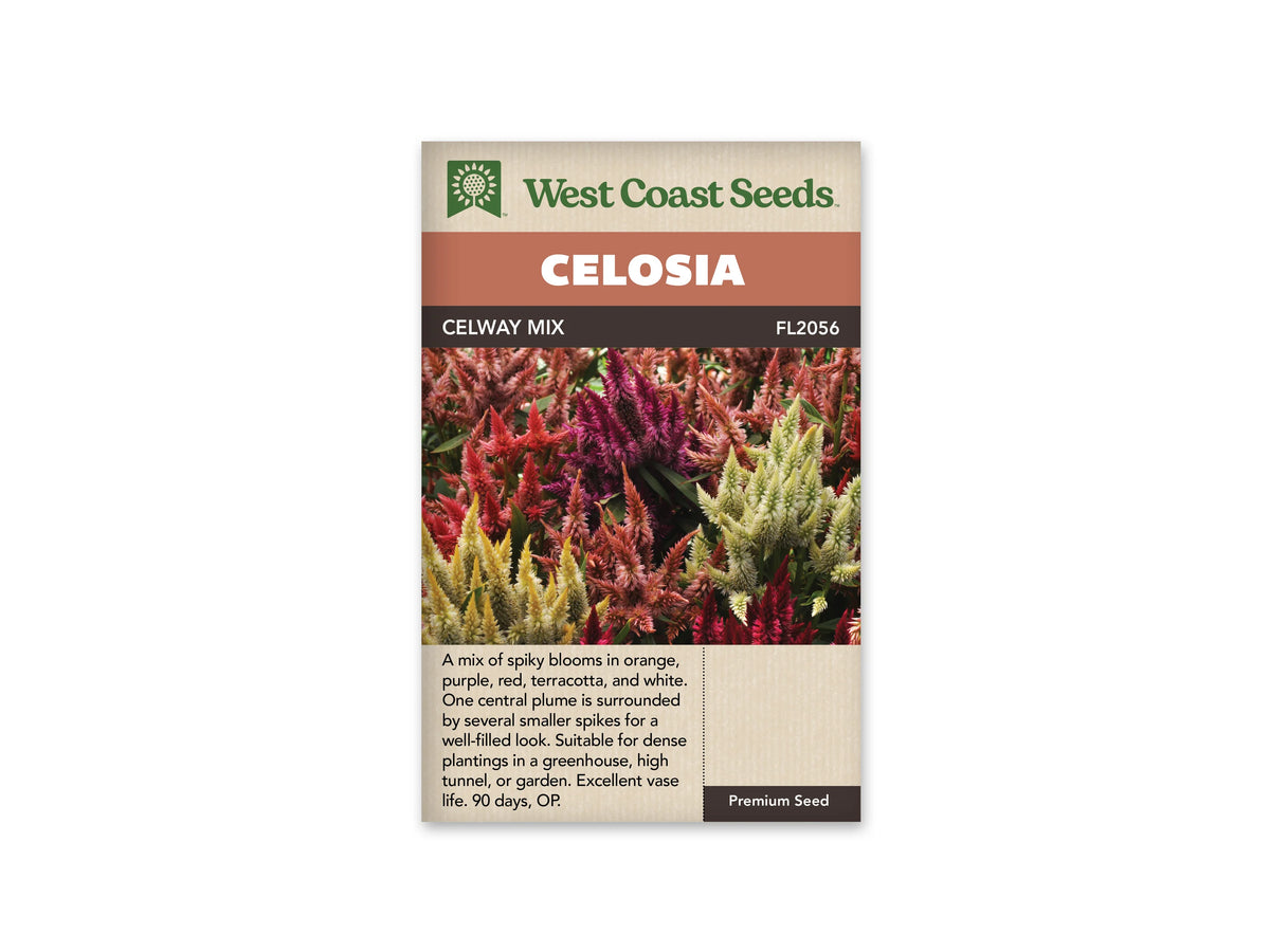Sachet Celway Mix de West Coast Seeds sur fond blanc. La photo montre des épis étroits dressés, pourpres, rouges, saumon et crème, avec des feuilles vertes entre les groupes. Les fleurs forment un ensemble dense. Le mot Celosia apparaît dans le bandeau orangé et le code FL2056 se lit près du nom Celway Mix.