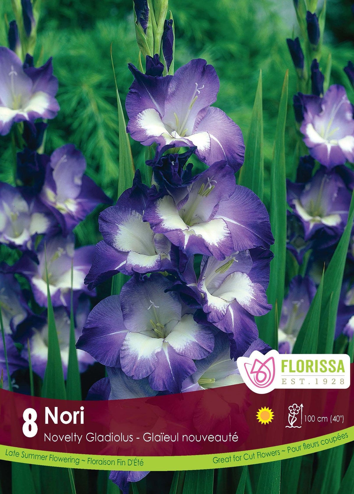 Glaïeul ‘Nori’ ( Gladiolus × hortulanus ) : des épis de glaïeuls violets à larges centres blancs. Le visuel Florissa présente la plante et son nom dans la partie inférieure de l’étiquette. La photographie occupe presque toute la surface, tandis que le bandeau du bas rassemble les indications du produit. Cette vue permet de reconnaître son apparence et de distinguer la variété présentée.