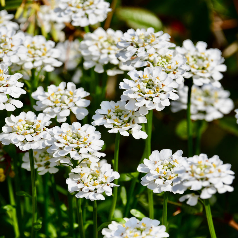 Iberis Sempervirens Flower Mix 