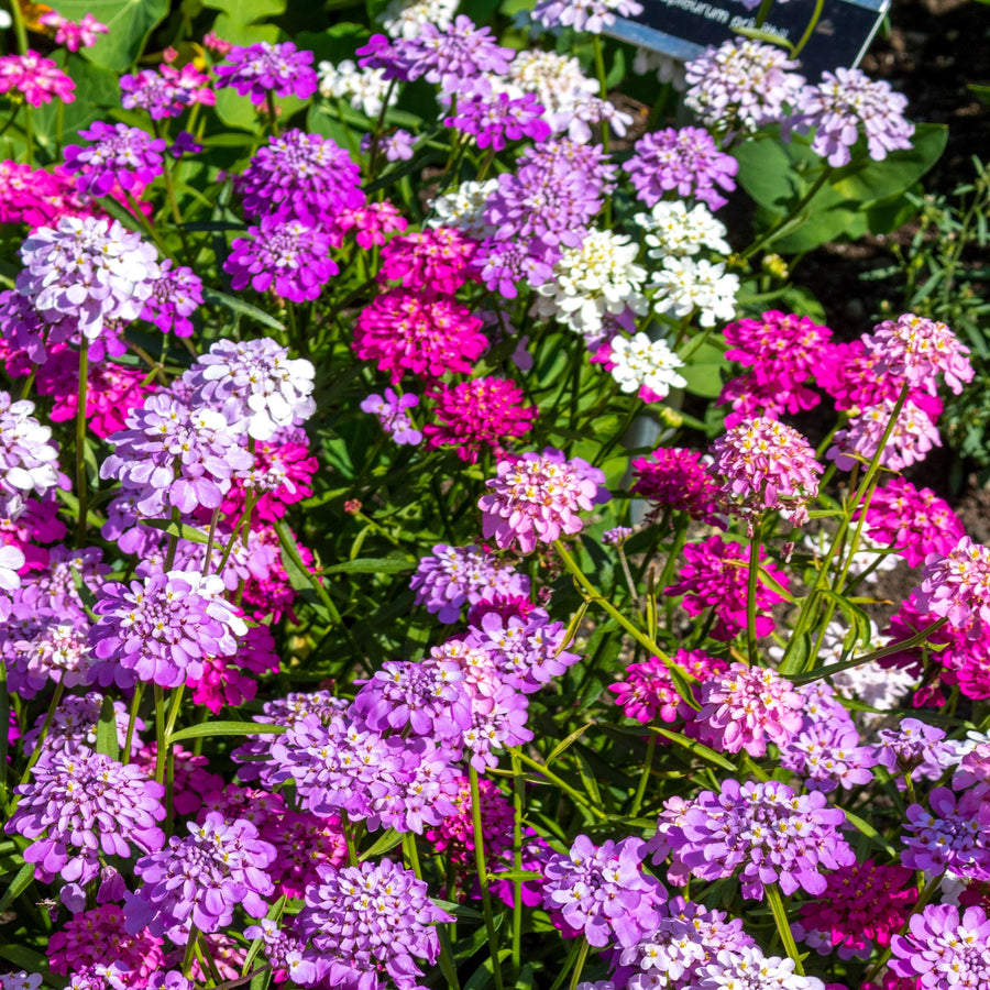 Thlaspi 'Mélange de Couleurs Féerique'