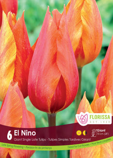 Tulipe El Nino