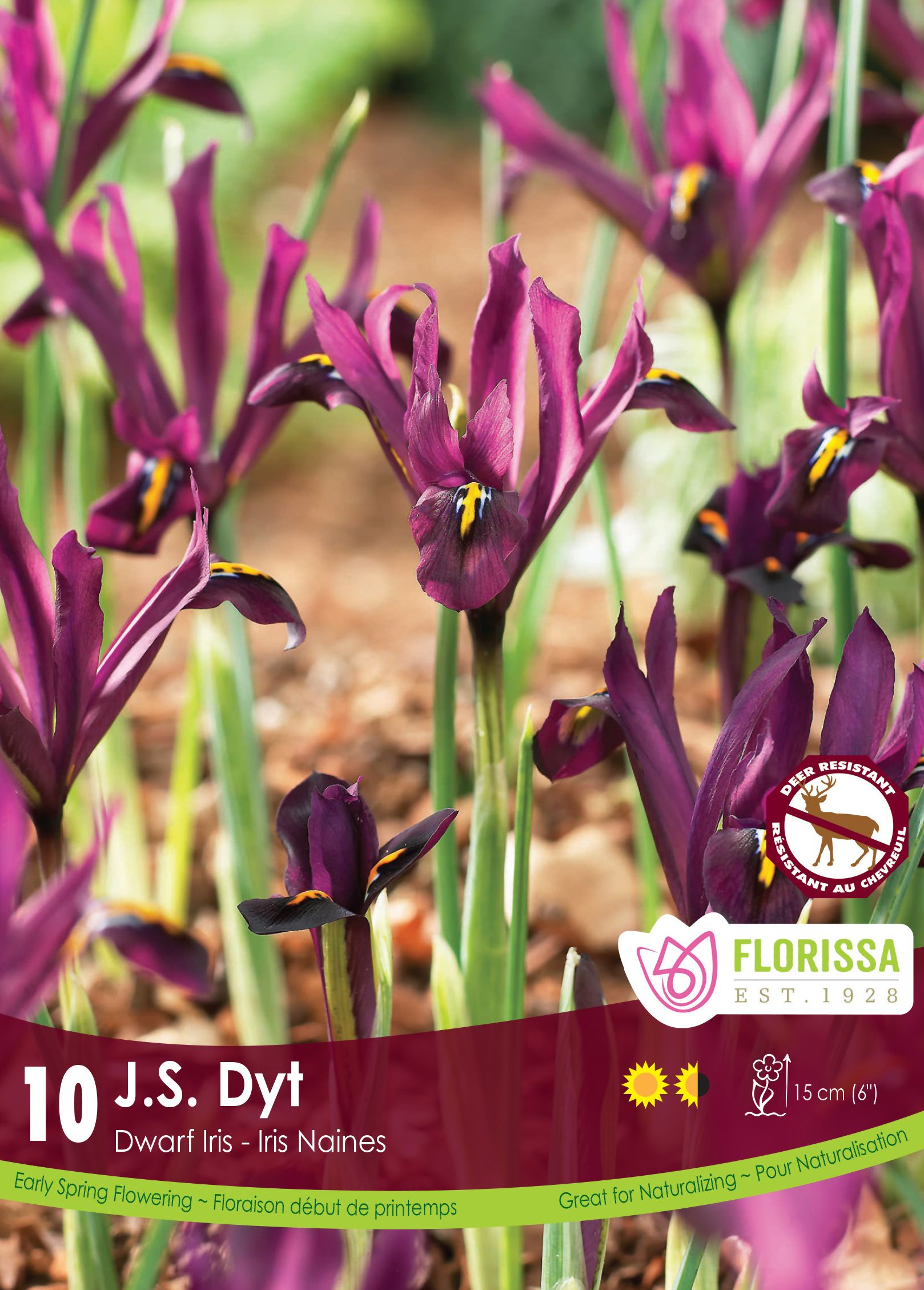 Iris Nain J.S. Dyt