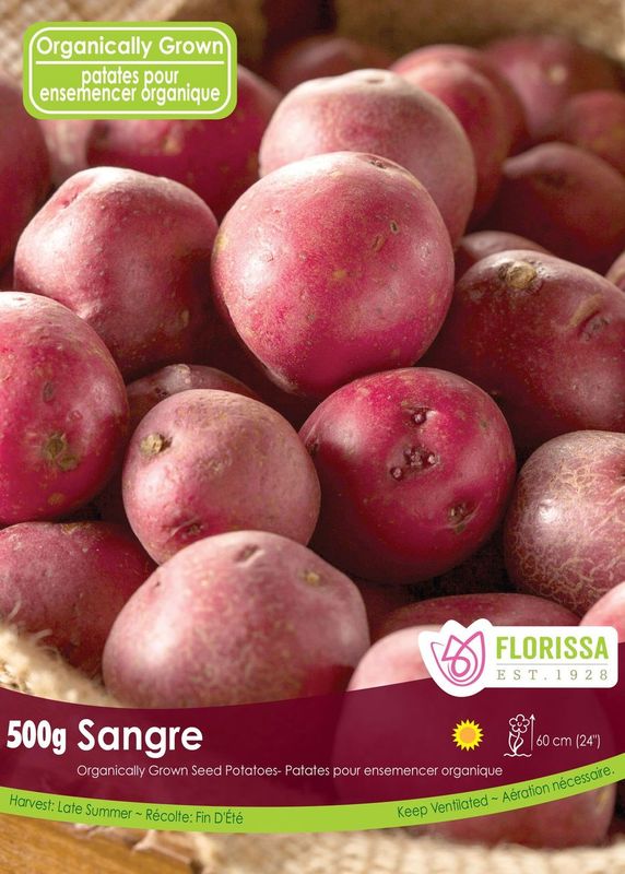 Pomme de terre ‘Sangre’ BIO (500 g) ( Solanum tuberosum ) : des pommes de terre à peau rouge regroupées sur l’illustration. Le visuel Florissa présente la plante et son nom dans la partie inférieure de l’étiquette. La photographie occupe presque toute la surface, tandis que le bandeau du bas rassemble les indications du produit. Cette vue permet de reconnaître son apparence et de distinguer la variété présentée.
