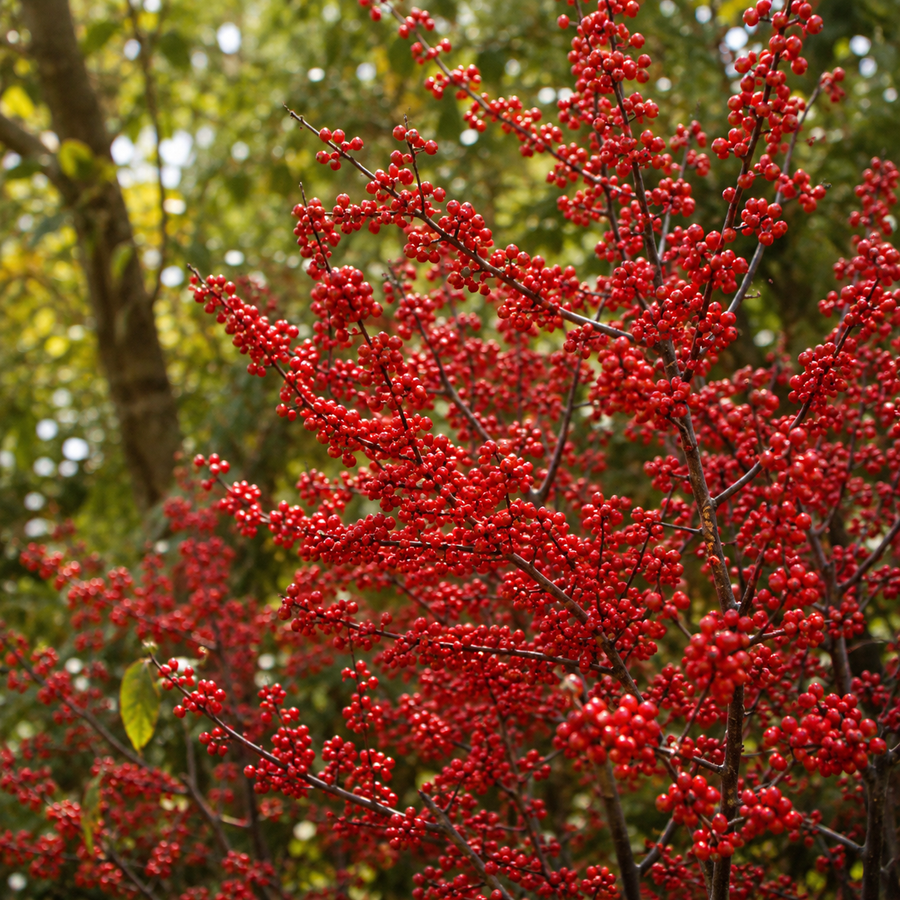Ilex verticillata 'Winter Red'