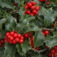 Houx ‘Berri Magic’ (Ilex ×)