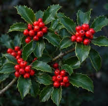 Houx ‘Blue Boy-Girl’ (Ilex ×)