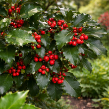 Houx ‘Prince/Princess’ (Ilex ×)