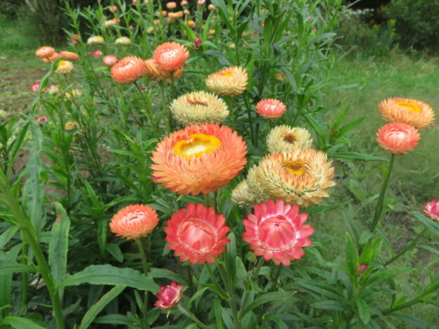 Immortelle ‘King Size Salmon’ (<em>Helichrysum bracteatum</em>)