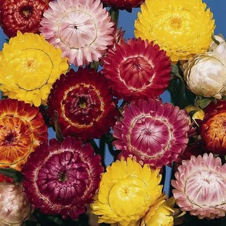 Photo d'Immortelle 'Monstrosum Mix'. La couleur caractéristique est : couleurs variées. Le visuel permet d'observer les contours, les teintes et la disposition des éléments présentés. Les détails de forme et les contrastes donnent un aperçu de l'apparence de cette plante ou de sa récolte. Cette photographie accompagne la variété nommée afin de l'identifier dans la sélection de semences.