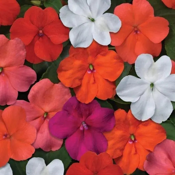 Photo de Impatiens Beacon™ Select Mélange F1. La couleur caractéristique est : couleurs variées. Le visuel permet d'observer les contours, les teintes et la disposition des éléments présentés. Les détails de forme et les contrastes donnent un aperçu de l'apparence de cette plante ou de sa récolte. Cette photographie accompagne la variété nommée afin de l'identifier dans la sélection de semences.