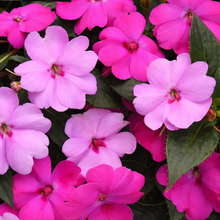 Impatiens 'Brillant Gems'