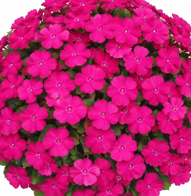 Impatiens 'Magenta Bliss'