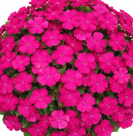 Impatiens 'Magenta Bliss'