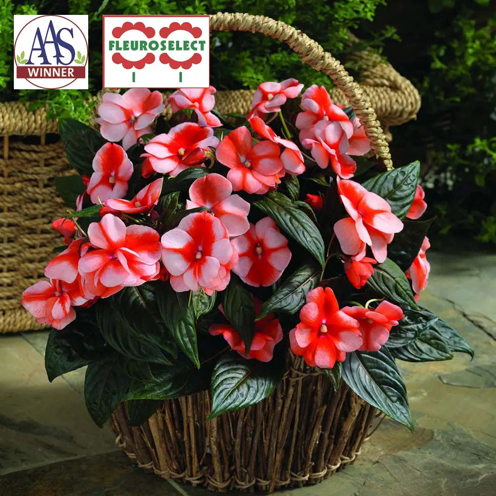 Impatiens New Guinea Florific® Sweet Orange F1