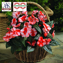 Impatiens New Guinea Florific® Sweet Orange F1