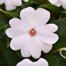 Impatiens 'Whitepearl'