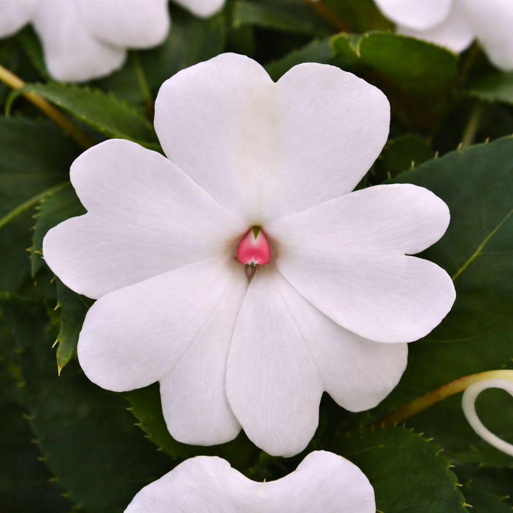 Impatiens 'Whitepearl'