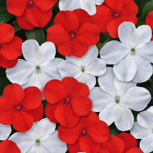 Impatiens Beacon 'Red and white'