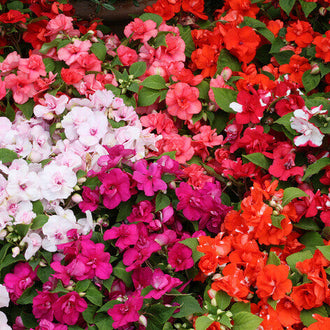 Des fleurs rouges, roses, blanches et orange se rapprochent au-dessus d’un feuillage vert sombre. Plusieurs corolles présentent des pétales superposés qui forment des contours ronds et fournis. Certaines fleurs claires montrent des touches roses près du centre. Les feuilles pointues apparaissent dans les creux entre les groupes fleuris, et la présentation remplit presque entièrement le cadre.