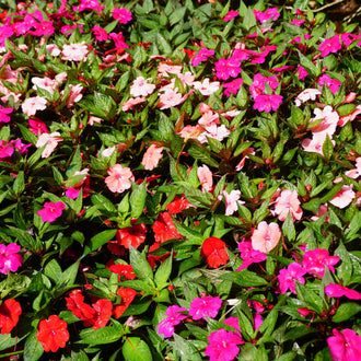 Des fleurs roses, rouges et blanc rosé sont dispersées dans un feuillage vert dense. Les corolles plates ont des lobes arrondis et de petits centres plus foncés. Plusieurs feuilles étroites et pointues se croisent entre les fleurs. Le cadrage suit la masse végétale jusqu’aux bords, avec des groupes colorés qui se superposent au milieu des zones vertes.
