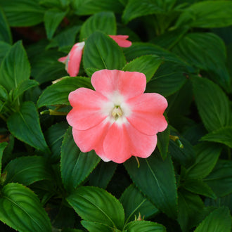 Une fleur rose saumon largement ouverte se détache devant de longues feuilles vert foncé. Les pétales arrondis deviennent très clairs près d’un petit centre crème et jaune. Les feuilles pointues montrent des lignes longitudinales et se croisent derrière la corolle. Une autre fleur rose apparaît partiellement dans le fond, entre les surfaces vertes brillantes qui remplissent le cadre.