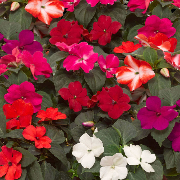 OSC Seeds | Impatiens 'Imara XDR Mixte' seeds, resistant flowers