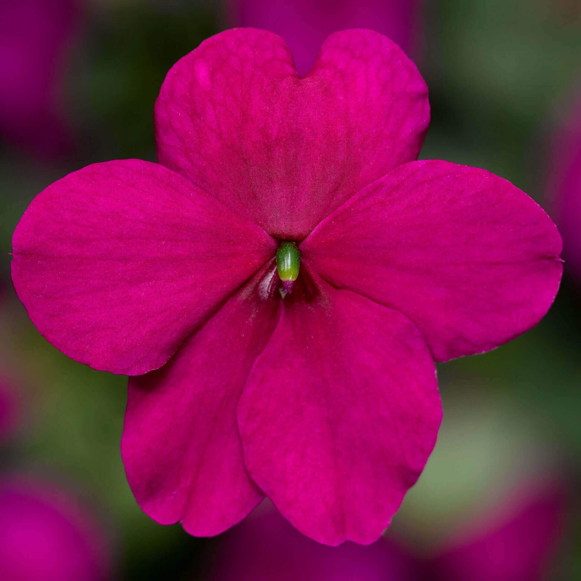 Impatiens 'Imara XDR Purple'