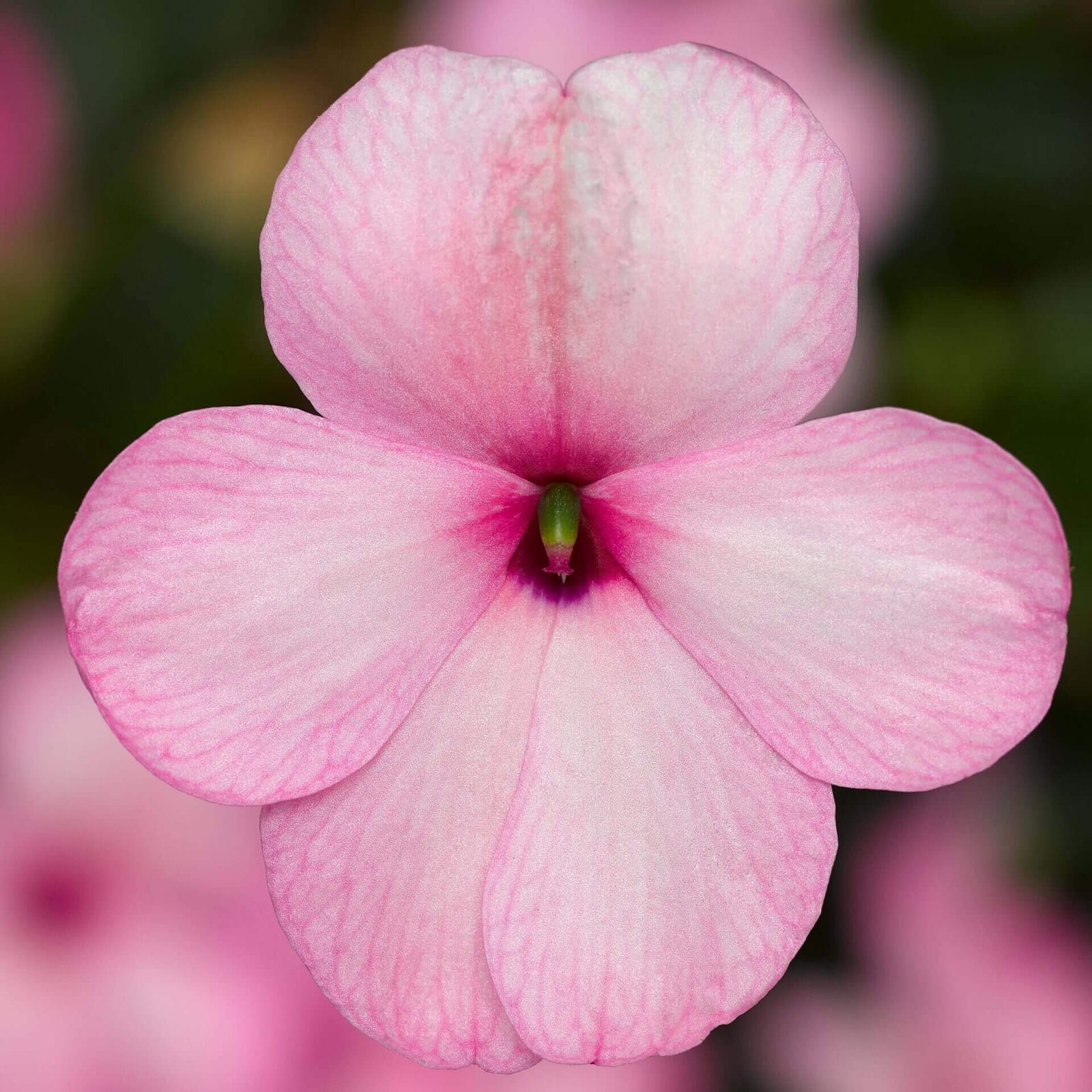 Impatiente 'Imara XDR Rose'